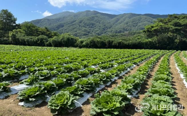 장수군, 준고랭지 여름배추 실증재배 추진
