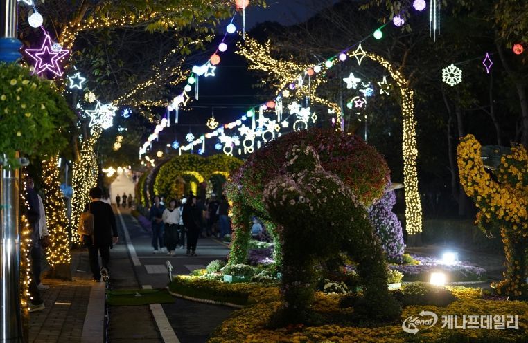 해남미남축제 즐길거리 (국화향연)
