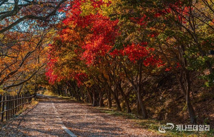 울긋불긋 단풍·은빛 억새…빛고을의 가을 파노라마