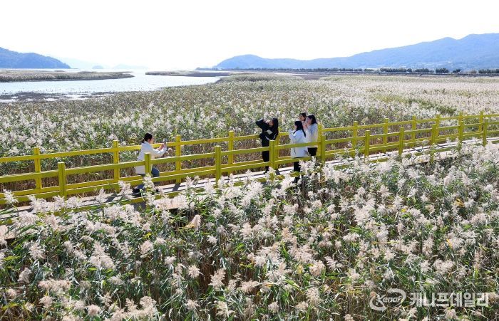 제10회 강진만 춤추는 갈대축제가 열린 가운데 강진만 갈대밭을 찾은 관광객들이 가을의 정취를 맘껏 느끼고 있다.