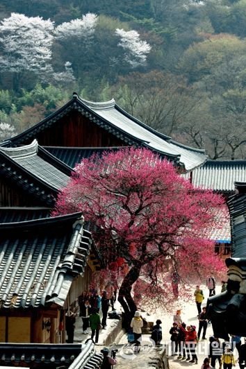 전남관광사진대전 수상작- 매혹의 홍매(구례 화엄사)